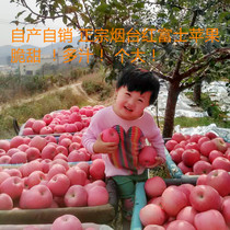 Authentic Yantai Red Fuji apple live offer Own farm Pick now and send now
