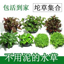 View living plant with green grass sinking bottom with stem water grass fish tank Freshwater Aquarium Chrysanthemum rear view cylinder Direct