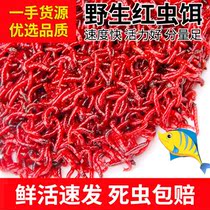 Live Red Worm Live Bait Special male worm living feeding bait Bait Fishing Bait Fishing Earthworms Tianjin Crucian Carp Wild Fishing Bait Stock