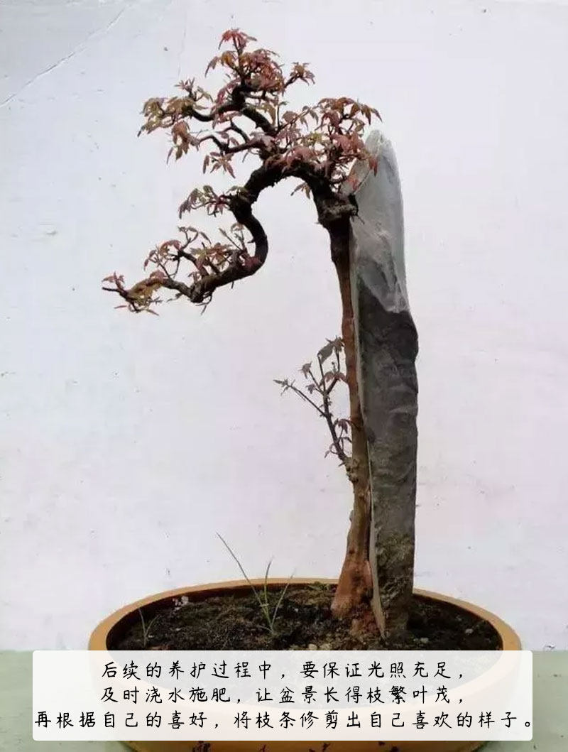 Точильное кольцо 附石盆景植物假山石头开槽雕刻打磨电磨手电钻切割盆栽树造型制作