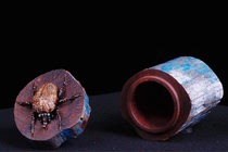 Indian small leaf red sandalwood carved tea pot office living room entrance feng shui landing large root carving wood carving ornaments