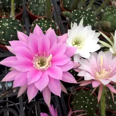 二月晴短毛丸仙人球开花多实生稀有短刺超大花室内盆栽植物防辐射