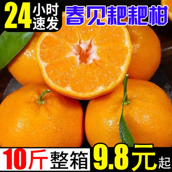 Spring raked citrus fresh 10jin jin is equal to 0.5 kg sweet oranges seasonal tangerines seasonal fruits seasonal whole box citrus