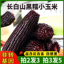 Northeast black waxy small corn cob corn corn sweet sticky corn vacuum packaging fresh low-fat low-sugar meal replacement non-GMO