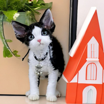 German curly kittens purebred race grade pure white open-faced non-shedding high IQ live pets