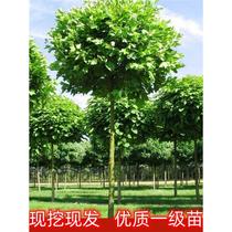 French plane tree saplings large trees courtyard landscape trees rows of landscaping saplings southern planting of French cypress trees French paulownia saplings.
