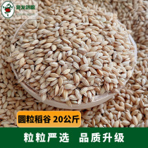 Xiaolong pigeon food round grain rice racing pigeon carrier pigeon chicken duck goose feed Jiangsu Zhejiang Shanghai and Anhui 40 pounds