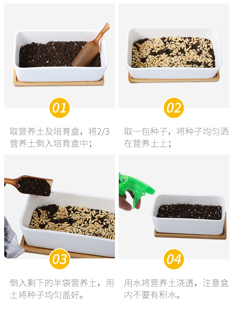 Cat cỏ hạt giống bột bạc mèo ăn nhẹ mèo tóc kem để tóc bóng mèo trồng hạt giống bộ mèo cung cấp - Đồ ăn nhẹ cho mèo hạt mèo catsrang