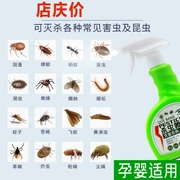 Bọ chét diệt côn trùng trong nhà cung cấp thuốc chống côn trùng kiến ​​gián gián trừ ruồi diệt muỗi bột đầy tổ