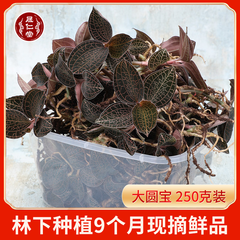 Shengren Tong Lin Lower Original Ecology 9 Months Gold Line Lotus Fresh Pine 250 gr Grand Round Ye Fujian South Jing Fresh Mining