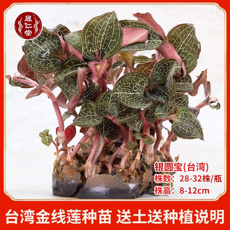 Golden Thread Lotus Seed seed Taiwan silver Yuanbao Fresh Bottle Fresh Potted Bonsai Bonsai with bottle shipped to earth