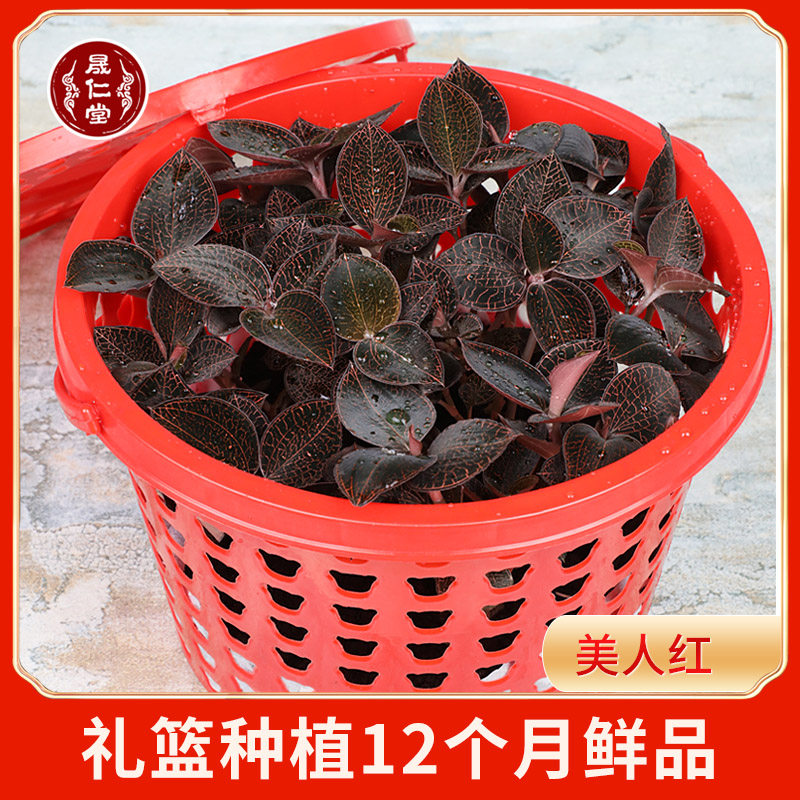 Sheng Rentang Fujian South Jing Jin Line Flowers Basket Potted bonsai Hongxia Beauty Red cultivation for 1 year
