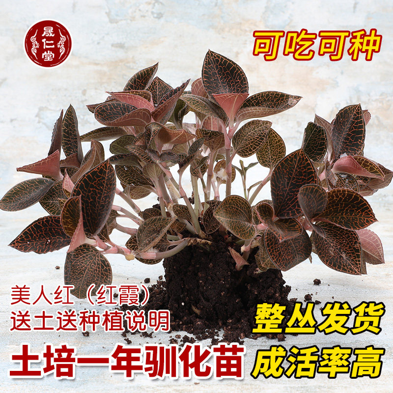 Golden clematis soil culture domesticated seedlings non-bottle seedlings beauty red Fujian Hongxia Nanjing fresh and fresh products shipped in whole bunch
