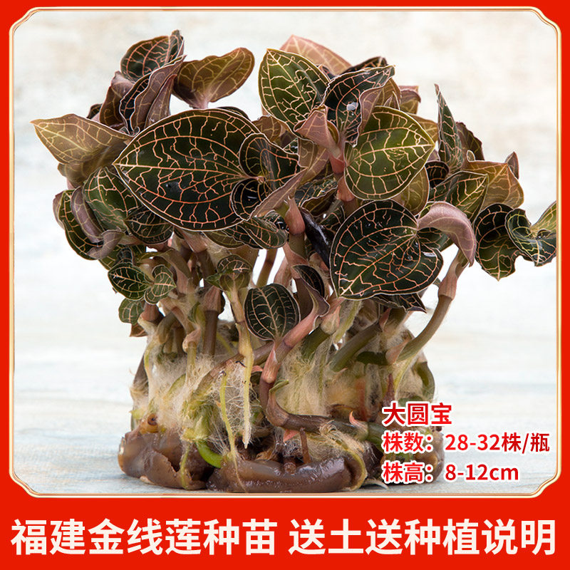 Golden Thread Lotus Seed Large Round Treasure Large Round Leaves of Fujian Nanjing Fresh Bottle Fresh Potted Bonsai to Send Earth