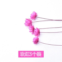 Бразильские маленькие звездные цветы красные