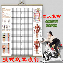 Hanging body posture assessment table body measurement gym personal trainer body correction grid Chinese medicine studio background wall texture