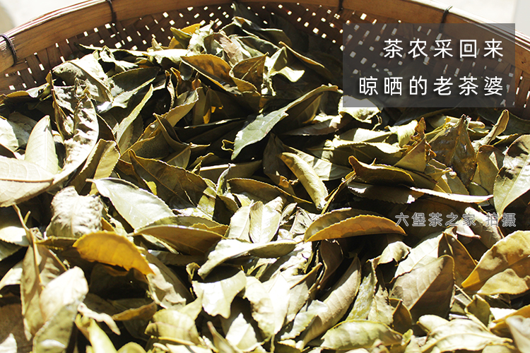 堡家【503】05年生晒老茶婆 广西梧州黑茶传统农家生茶约2斤茶砖