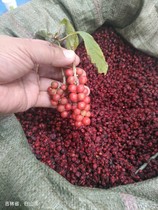 250g dried Schisandra chinensis seeds