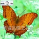Wenyu Butterfly 8 см