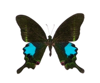 Зеленая Париж Пылаем Phoenix Butterfly 9cm