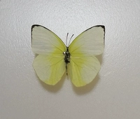 Зеленая розовая бабочка 5 см