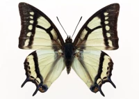 Sopht 蛱 大 大 7 см.