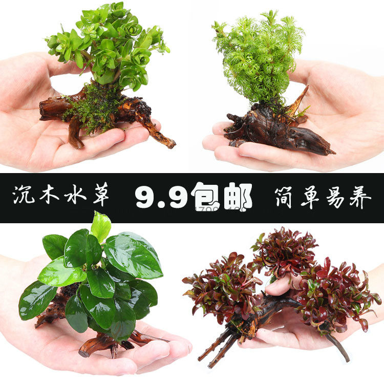 Aquarium fish tank scenic scenic scenery package negative freshwater decoration of banyan lazy living volcanic stone grass