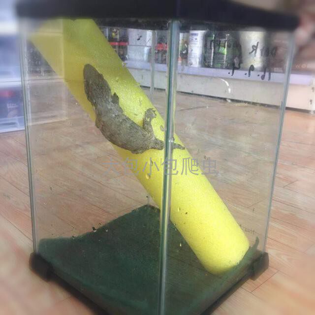 Reptile climbing solid foam strip Chameleon Green Hyena Sun line ciliary angle palace guard Giant Spider Lizard Tree frog cover hook