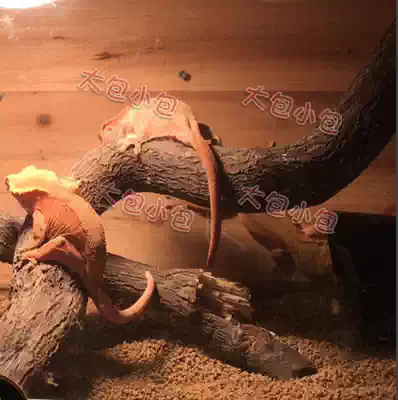 The ciliary horn giant gougong cushion material Red Jade soil 3-6mm convenient and easy to take care of water. The choice of tasteless lazy lazy people