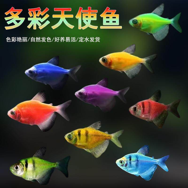 天使鱼:新手入门的理想选择?🐟揭秘其特点与优势-鱼-淘宝好物网