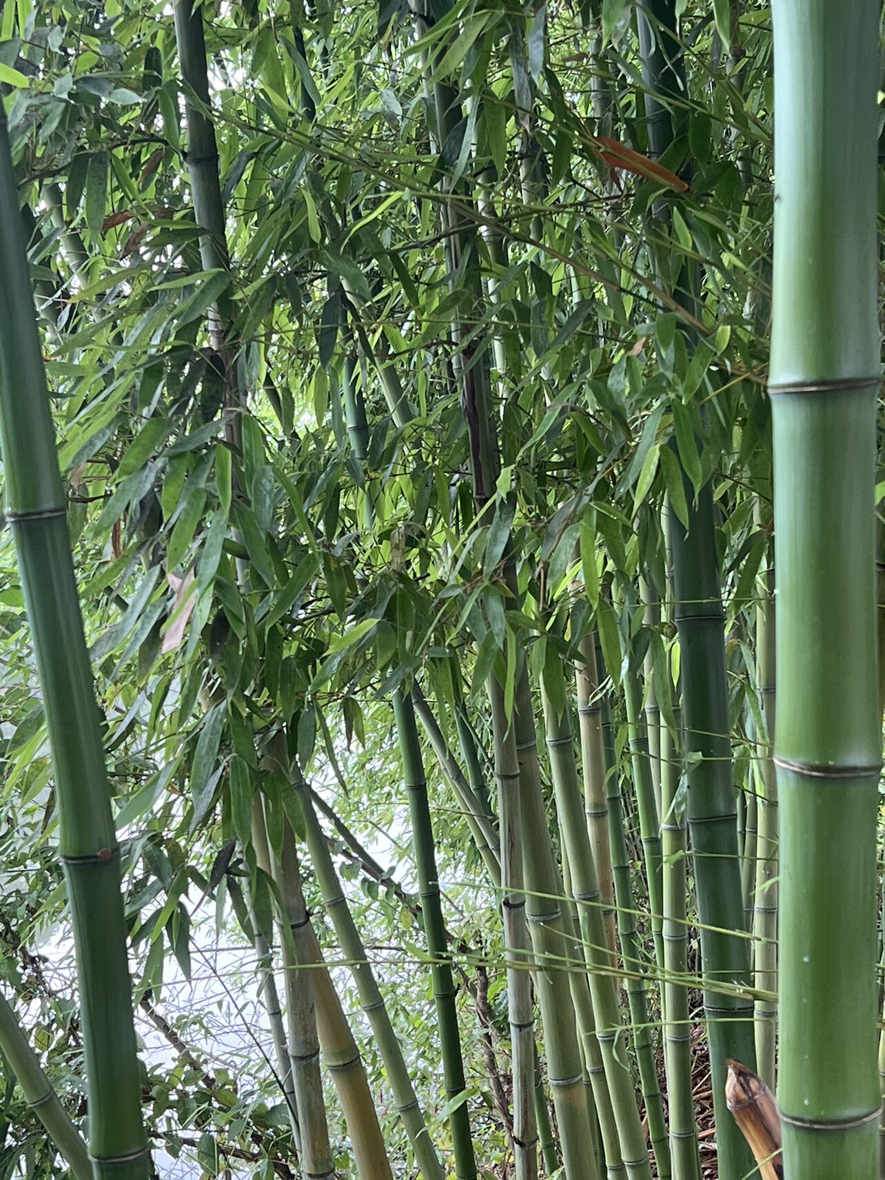 七仙居汉服小店