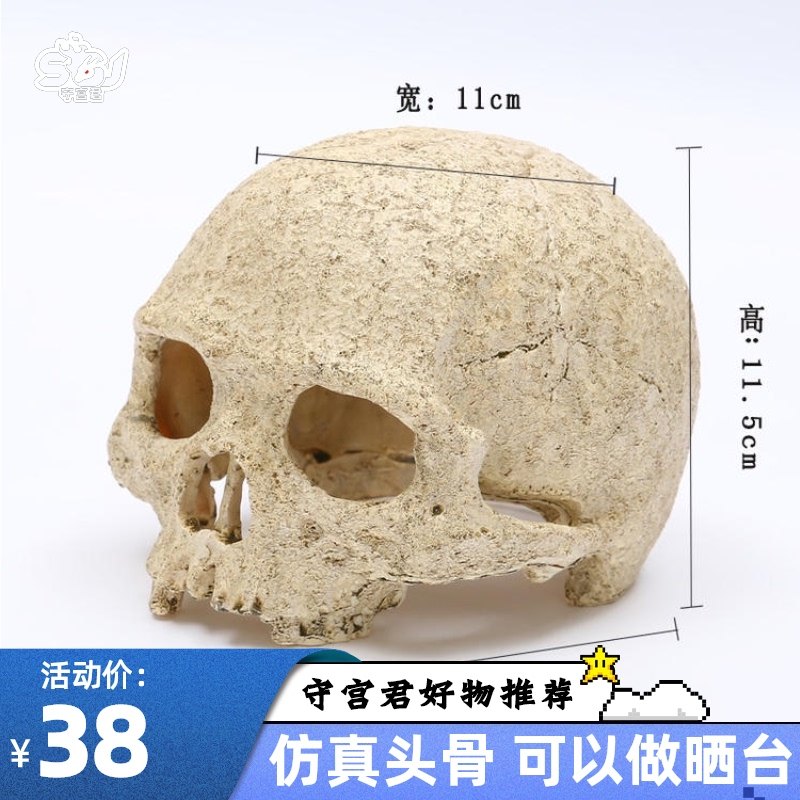 Lizard landscape skull simulation decoration chameleon pet reptile evasion House mane lion guard horned frog entry level