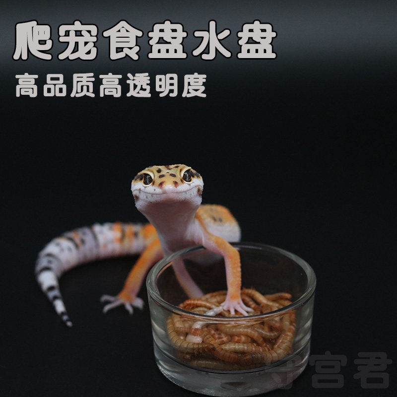 Reptile climbing darling glass water glass BAO WELN PALACE SPIDER LIZARD Lizard Scorpion Ciliary Special Eating Pan Water Pan Climbing Special