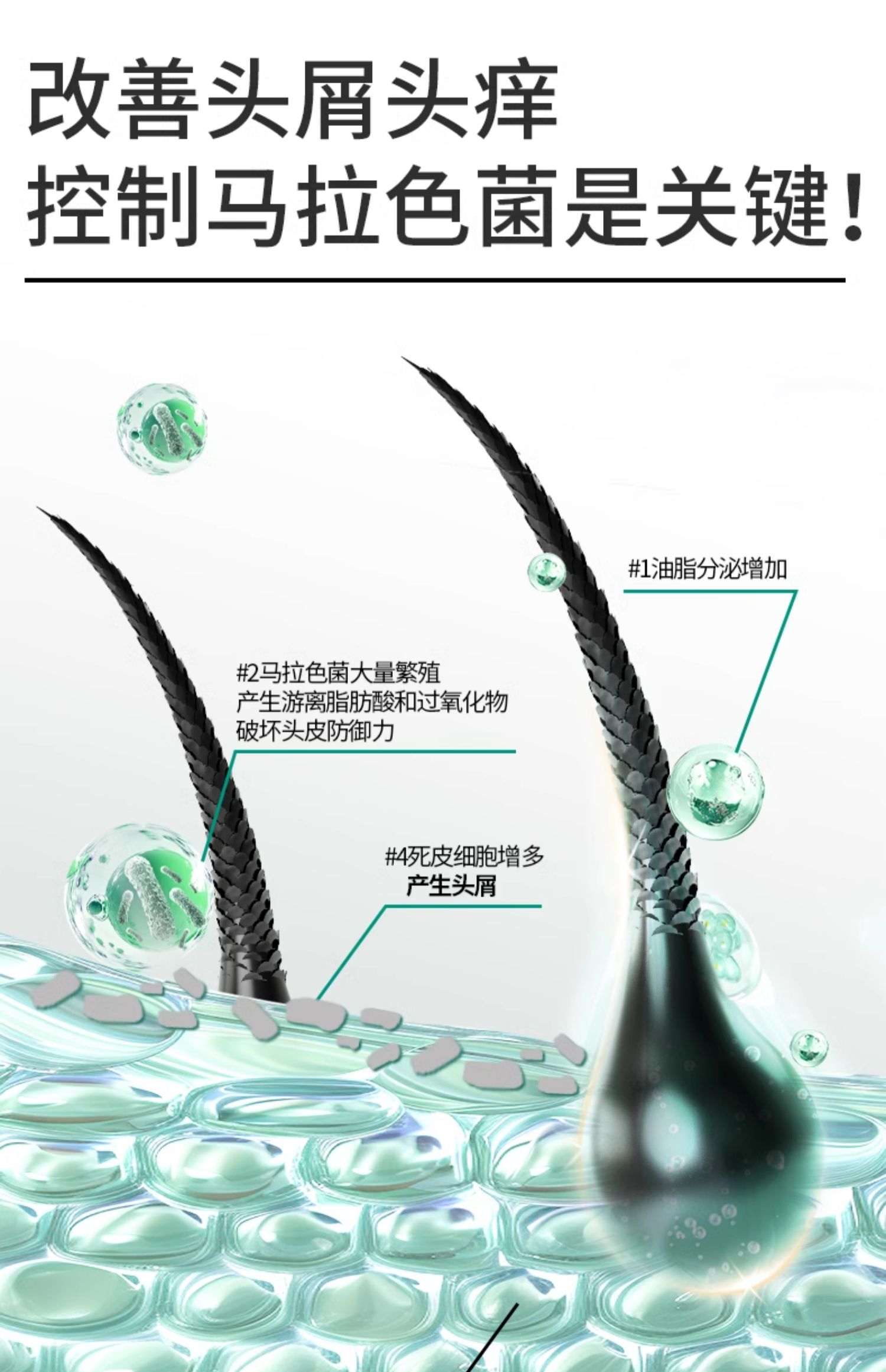 Slex 舒蕾 氧活控油/轻凉/顺滑去屑洗发露 400g 任选3件 双重优惠折后￥49包邮