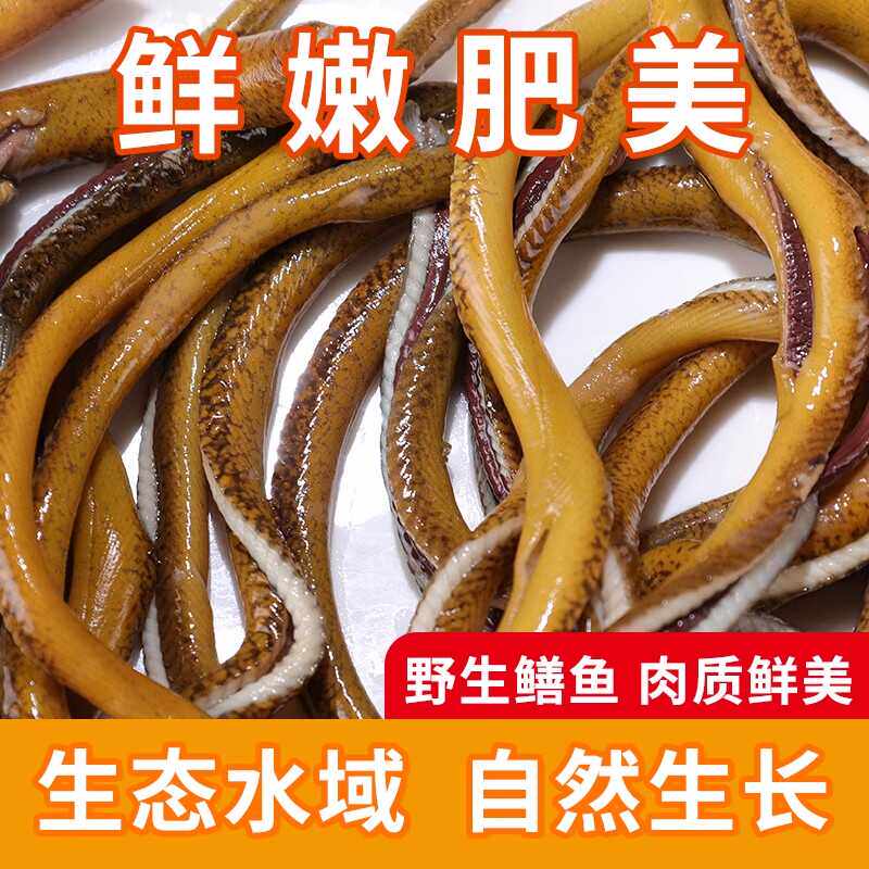 苏北黄鳝丝：鲜活现切鲜肉鱼丝，厨房里的隐藏美味！🐟-淡水鱼类-淘宝百科网