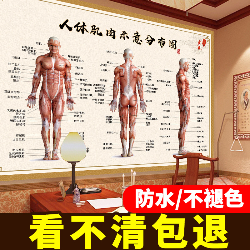 Human Muscle Signaled Distribution Map Chinese Medicine Health Preservation Decoration Painting Human Body Structure Anatomical Figure Human Meridians Acupoints Fig.