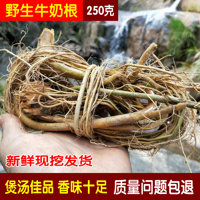 White Flowers Milk Sub root wild Fujian Guangdong Pot Soup Material Five Finger Milk Tree Root Mullet