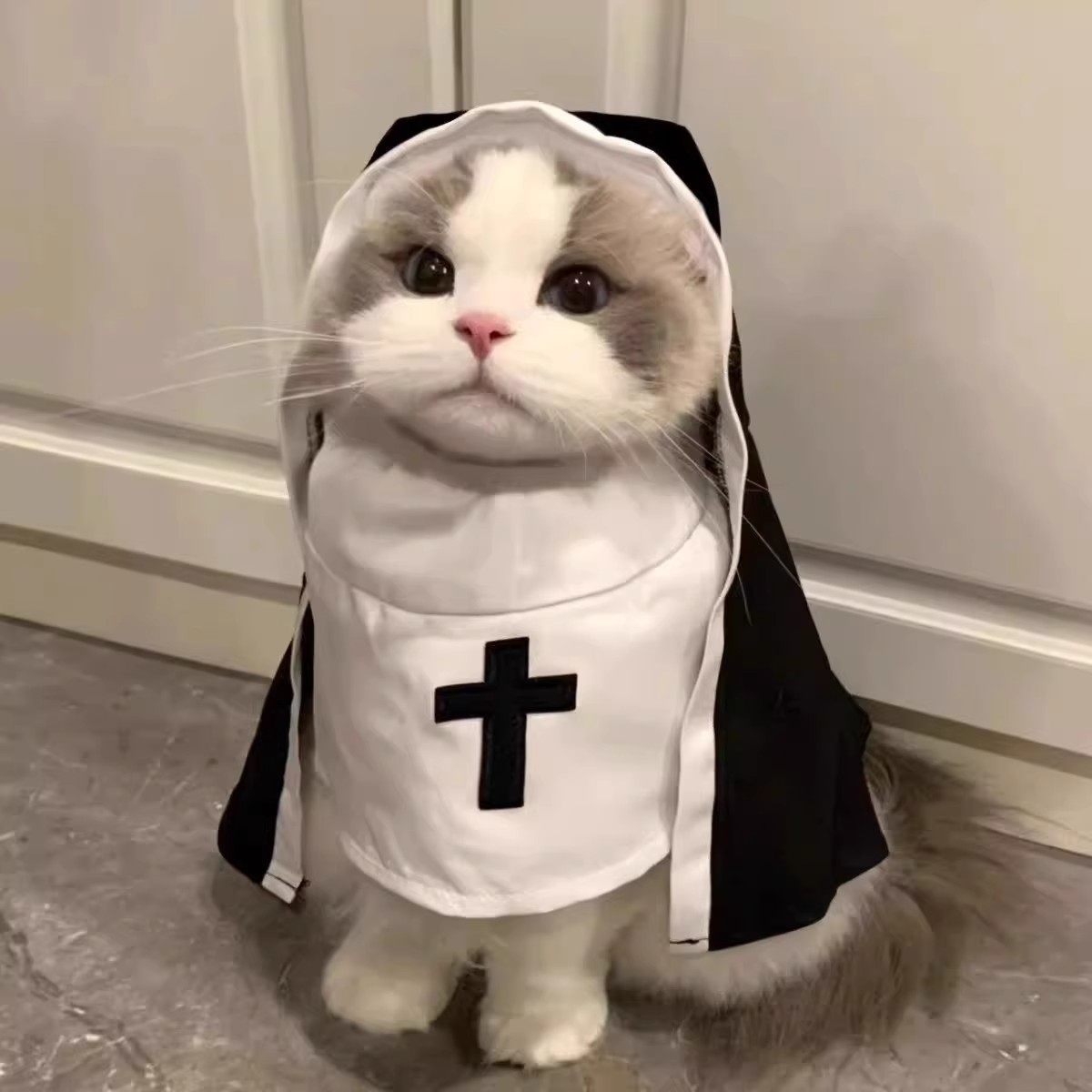 Cat nun costume Halloween cat cosplay transformation outfit small dog influencer photo shoot funny and quirky outfit thin style