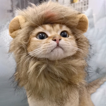 猫咪头饰装扮可爱饰品搞怪宠物狮子猫头饰猫咪发夹皮筋发饰头套