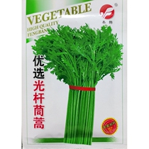 Light stalk chrysanthemum chrysanthemum seeds high stalk small leaf fine leaf Artemisia stalk seeds harvested in 30 days Lvfengyuan 10g 2000 grains