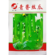 Green fragrant loofah seeds short type not black soup short melon type seeds 20-25 cm spring and summer original seed 5 grams about 45 grains