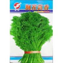 Cutting fennel seeds once planted multiple times and harvested fennel seeds spring and autumn sowing 10 grams bag 800 grains