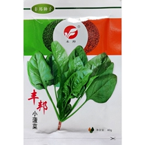 Fengbang small spinach seeds small plant type traditional old varieties cold-resistant vegetable seeds Four Seasons sown 40 grams 5000 seeds