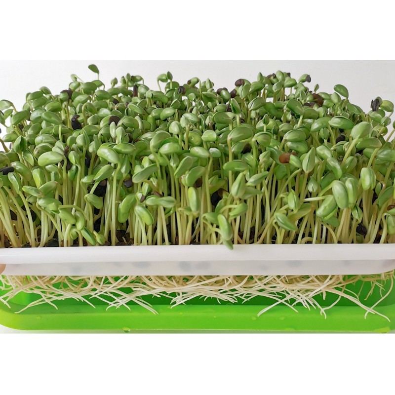 Hair Black Bean Sprout Seed Small Grain Flat Bubble Raw Bean Sprout balcony No Tuiless hydropony water bacon Sprout Fry seed Seeds Seeds