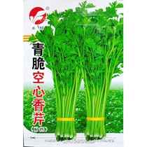 Green crispy hollow celery seed green stem green stem hollow celery seed seed spring autumn sown 10g 5000 seeds