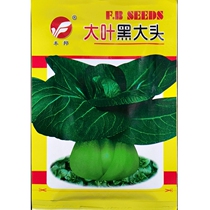 Big leaf black big head green vegetable seed black black vegetable local variety dark green stem Green Gang cabbage rape autumn sowing 20 grams