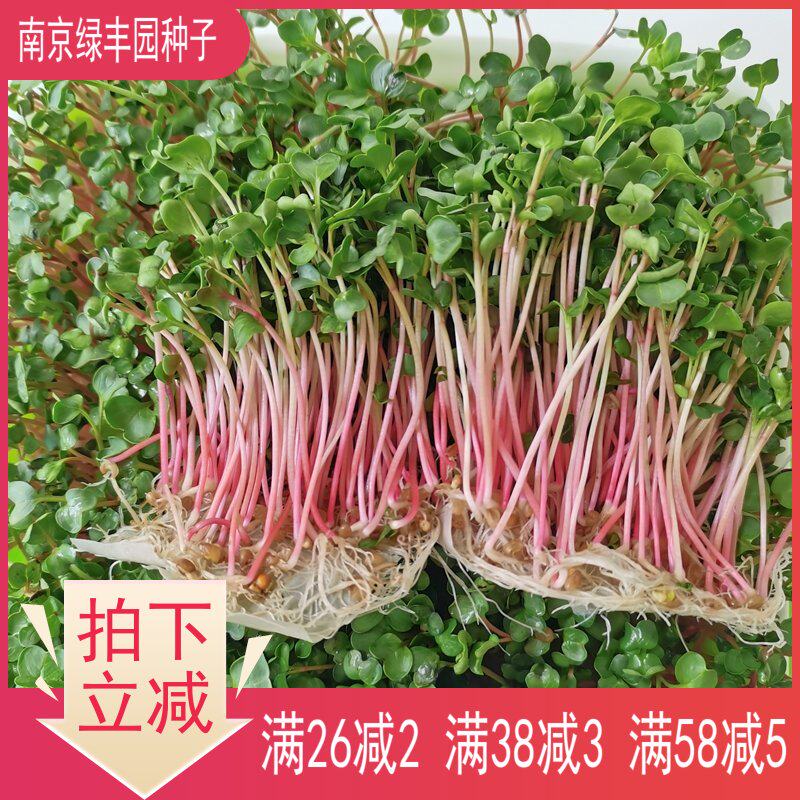 Hydroponic carrot seedling seed red stem red stem radish vegetable seed white radish soilless planting sprout rapeseed