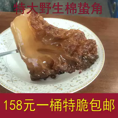 Jellyfish head Wild cotton jellyfish head Extra large crisp sand-free barrel jellyfish head Five A-grade barrel jellyfish head