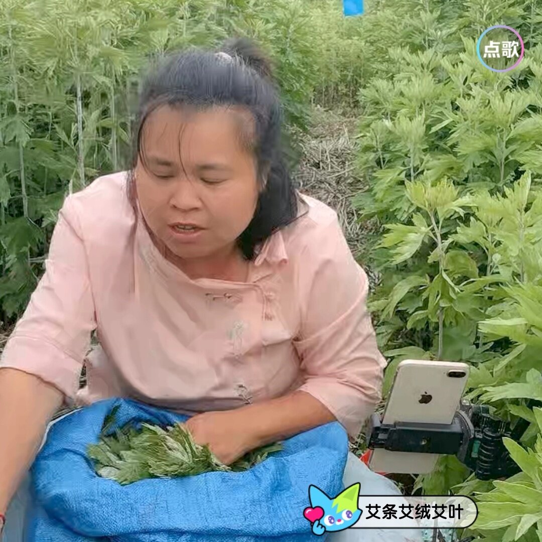 湖北艾草工厂店
