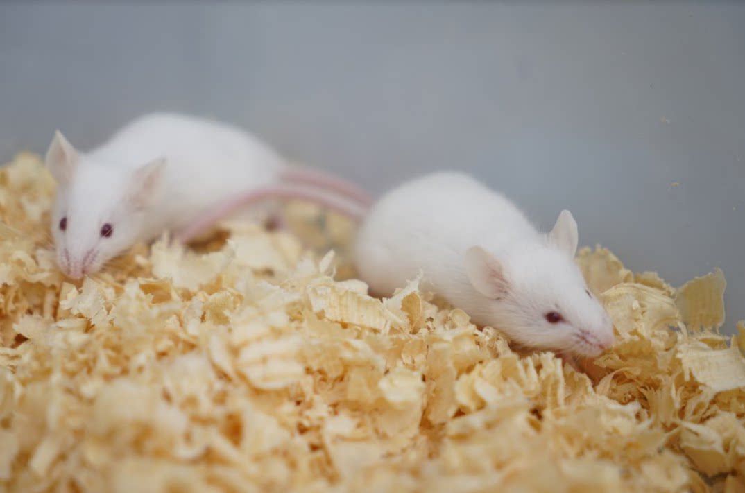 Chongqing sterile frozen jin small white red skin. Powder skin white cream open eyes small sub-pressed into adult pet feed